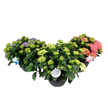 Hortensia xxl